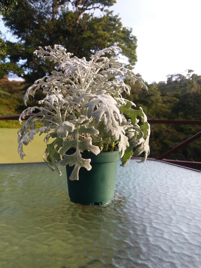 Quinta Los Volcanes Turrialba Dış mekan fotoğraf
